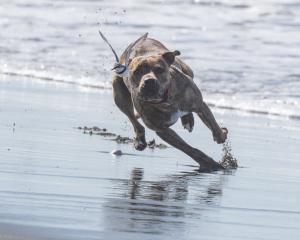 An endangered wrybill being chased by an off-lead dog at Waikuku Beach. Photo: Supplied by Ashley...