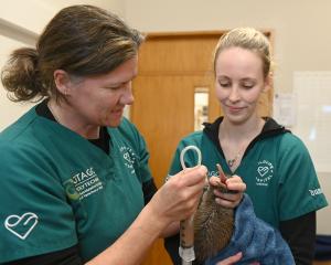 Dunedin Wildlife Hospital director and senior wildlife veterinarian Dr Lisa Argilla (left) feeds...