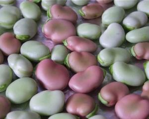 Most broad beans have grey-green or brownish seeds but a purple-seeded form is occasionally seen.