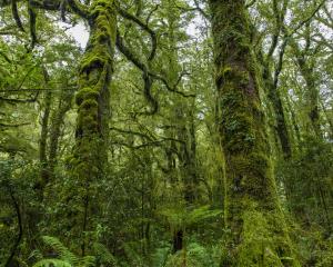 Rainforest at Milford Sound. PHOTOS: ODT FILES

