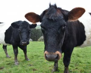 The beef sector is concerned with tariffs and strength of the New Zealand dollar. Photo: Gregor...