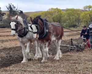 Horse teams joined tractor-pulled ploughs at the East Otago Vintage Machinery club annual...