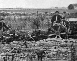 Ploughing-in rushes with a motor tractor. — Otago Witness, 27.5.1924