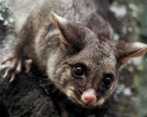 Recovery of possum skins and fur has been a long-standing practice on the West Coast, with the ...