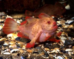 It's estimated there are fewer than 100 red handfish left in the wild in two small patches of...