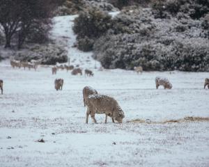 Sheep continue to graze in Frankton despite getting covered in snow. Photo: Rhyva van Onselen