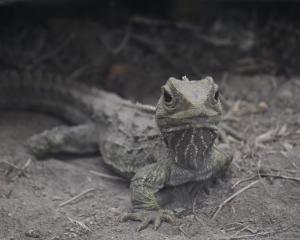 Invercargill's Queens Park tuatara (possibly Henry) PHOTO: LAURA SMITH
