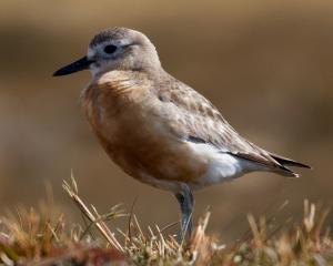 A southern New Zealand dotterel. Photo: supplied