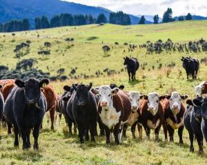 The Informing New Zealand Beef programme has 16 new commercial farmers adding to its numbers....