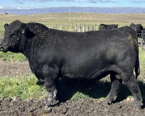 Penvose Angus rising 2-year-old bull Penvose 22116 sold for $18,800 in the Maniototo. Photos:...