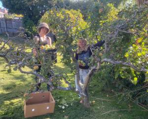 Community Fruit Harvest Ōtepoti volunteers Mana O’Connell (left) and Maia Chambers work on one of...