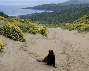 A sea lion heads up from the beach on Otago Peninsula. PHOTO: JIM FYFE
