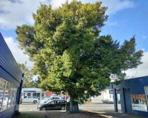 The Hewlings tōtara in Geraldine is in the running for tree of the year. PHOTO: SUPPLIED