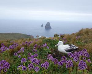 A Southern Royal Albatross sits on its nest among the endemic mega-herb Pleurophyllum speciosum....