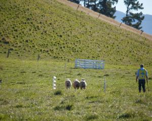 Omarama dog triallist Scott Hunter and Lucy won the short head and yard at the South Island sheep...
