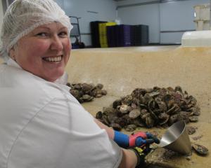 Oyster opener Vic Pearsey, working at Barnes Wild Oysters in Invercargill, is happy to pass on...