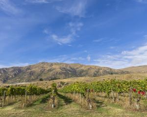 A vineyard landscape at Gibbston Valley. Photo: Getty Images
