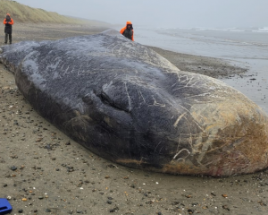 A dead 15-metre-long sperm whale washed ashore on a remote part of Oreti Beach at the weekend....