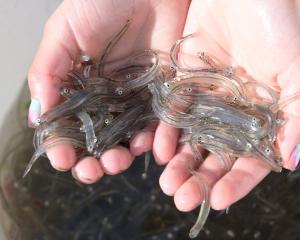 $2000 of a $44,000 whitebait-stand debt remains to be paid to the West Coast Regional Council...