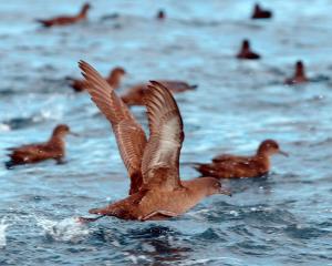 A muttonbird, tītī or sooty shearwater prepares to take flight. Photo: Stephen Jaquiery