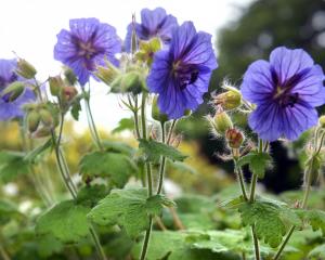 Geranium platypetalum at Dunedin Botanic Garden. PHOTO: GREGOR RICHARDSON

