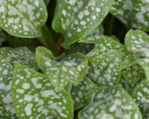 Pulmonaria — lungwort — at the Dunedin Botanic Garden. PHOTO: GREGOR RICHARDSON