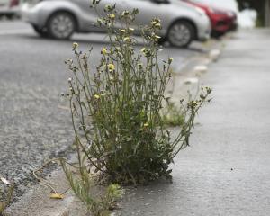 Weeds growing between the kerb and footpath in Islington St, North East Valley. PHOTO: GERARD O...