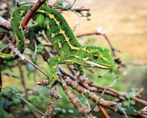 Jewelled geckos on Otago Peninsula. Photo: Carey Knox