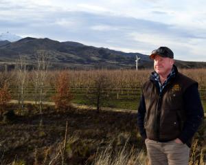 3 Kings Cherries co-owner Tim Paulin. PHOTO: ODT FILES