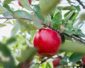 T&amp;G has just announced the first planting of its new Joli apple variety in Canterbury. PHOTO:...