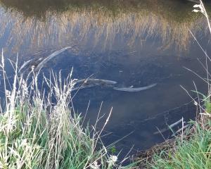 The eels were found dead in the Low Burn stream near Brydone, south of Gore in February. Photo:...