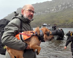 Rodent spotter Piki and her dog handler, Fin Buchanan, arriving at mouse-infested Auckland Island...