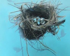 PANZ 2024 exhibition Master Circle 2024 winner Empty Nest by Julie Freeman. PHOTOS: SUPPLIED