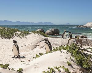 RFC Boulders Beach is a stretch of beach located in Simons Town on the Cape Peninsula in South...