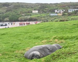 A southern elephant seal relaxes on the subantarctic Enderby Island, south of New Zealand. PHOTO:...