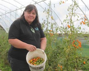 Koha Kai founder Janice Lee helps with the last harvest of the tomatoes from the organisation’s...