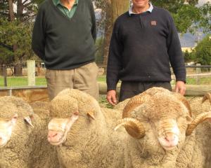 Bill (left) and Robbie Gibson, from a pioneer Wānaka Show family, with their merino sheep. PHOTO:...