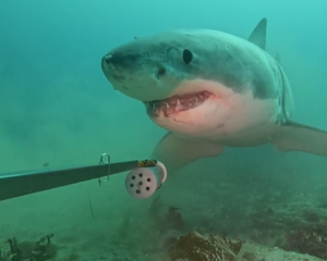 The great white shark was seen heading straight to the camera unit and mouthing the bait pot a...