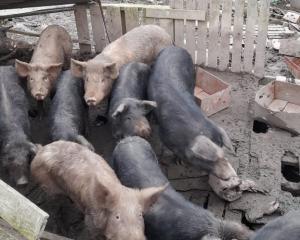 Peni Naivaluvou was sentenced for running an illegal home kill business. Photo: SPCA