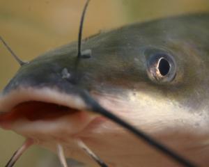 A catfish. Photo: Brian Gratwicke