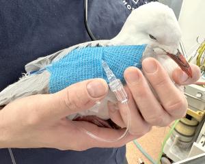A red-billed seagull is on the mend at Dunedin Wildlife Hospital after a violent attack in North...