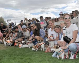 Anxious terriers and owners await the hat drop to start the Jack Russell race at the Wānaka A&amp...