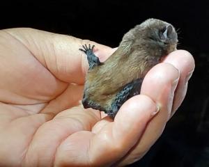 A critically endangered New Zealand long-tailed bat. Photo: supplied
