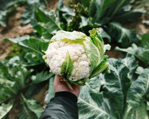 Cauliflower stalks shouldn't be left in the ground after harvesting as they can affect the soil...