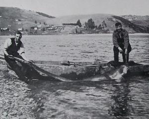 A 12-foot whip-tail shark, caught by Benjamin and Joseph Drake outside the Pūrākaunui bar. —...