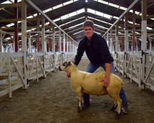 Glenrobin Stud co-owner Michael Robinson displays Beltex Suffolk cross ram lamb Glenrobin 284/24,...
