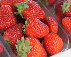 Researchers have been following strawberries from grower to retailer to find out how traceable...