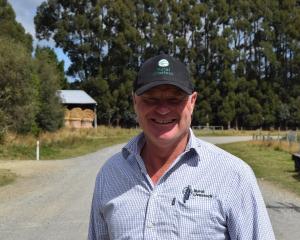 Ewe beauty . . . Rural Livestock agent Dennis Mullally sold about 11,000 halfbred ewes at...