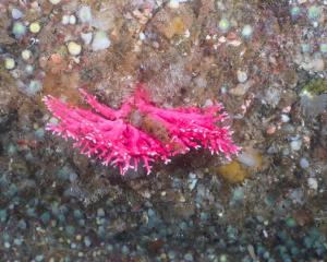 Protected red coral, discovered growing more than 100m below the surface, off the coast of...