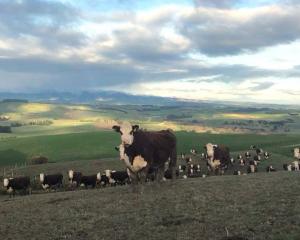 Hereford cattle at Waikaka Station. Photo: Paterson family